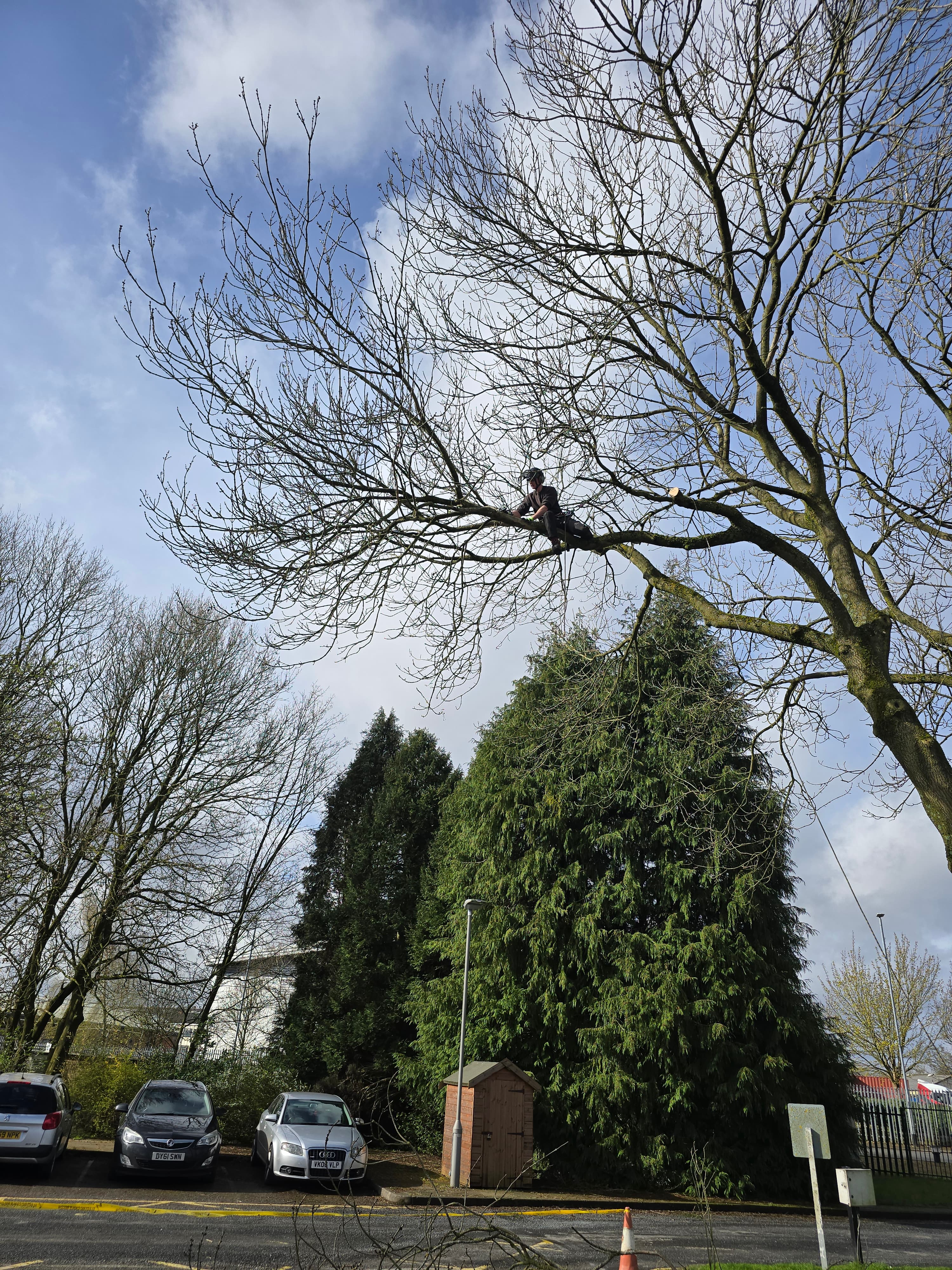 Arborist high in a leafless tree pruning branches with parked cars and evergreens below.