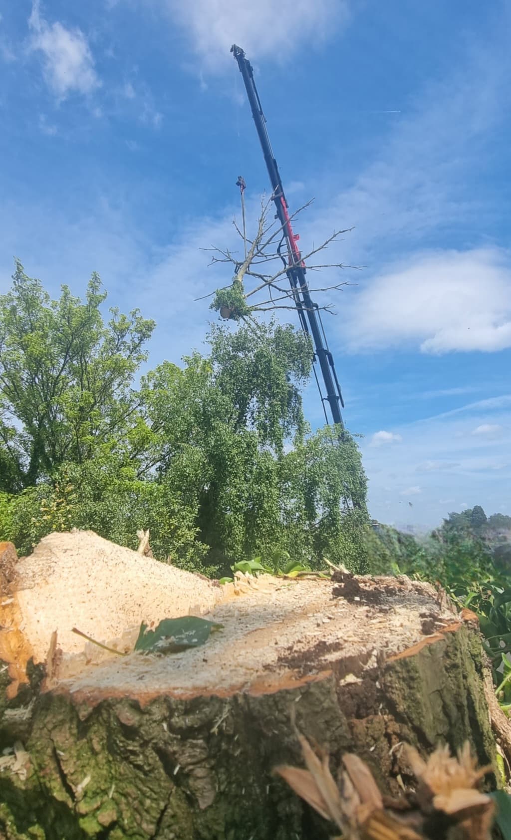 Crane lifting a tree branch against a blue sky behind a large tree stump.