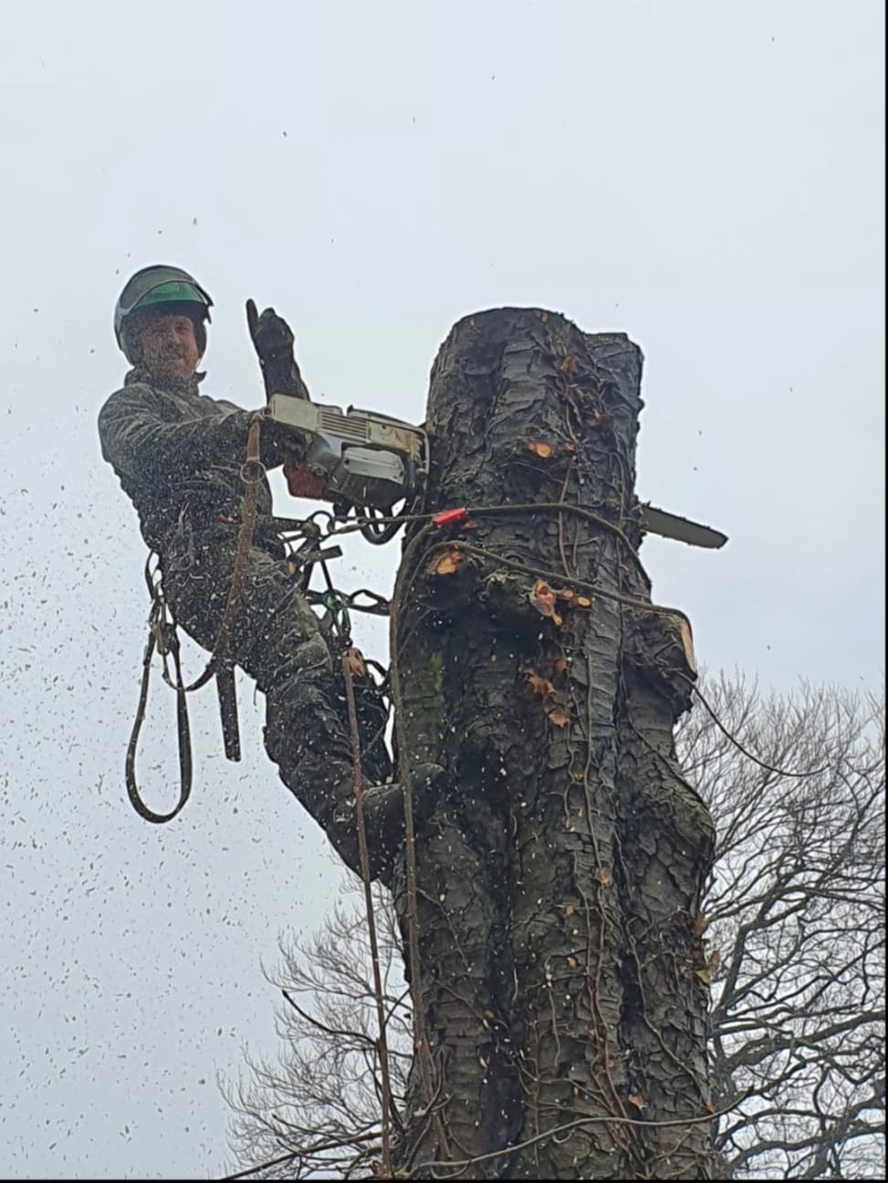 Arborist in safety gear cuts a tree trunk with a chainsaw, giving a thumbs up.