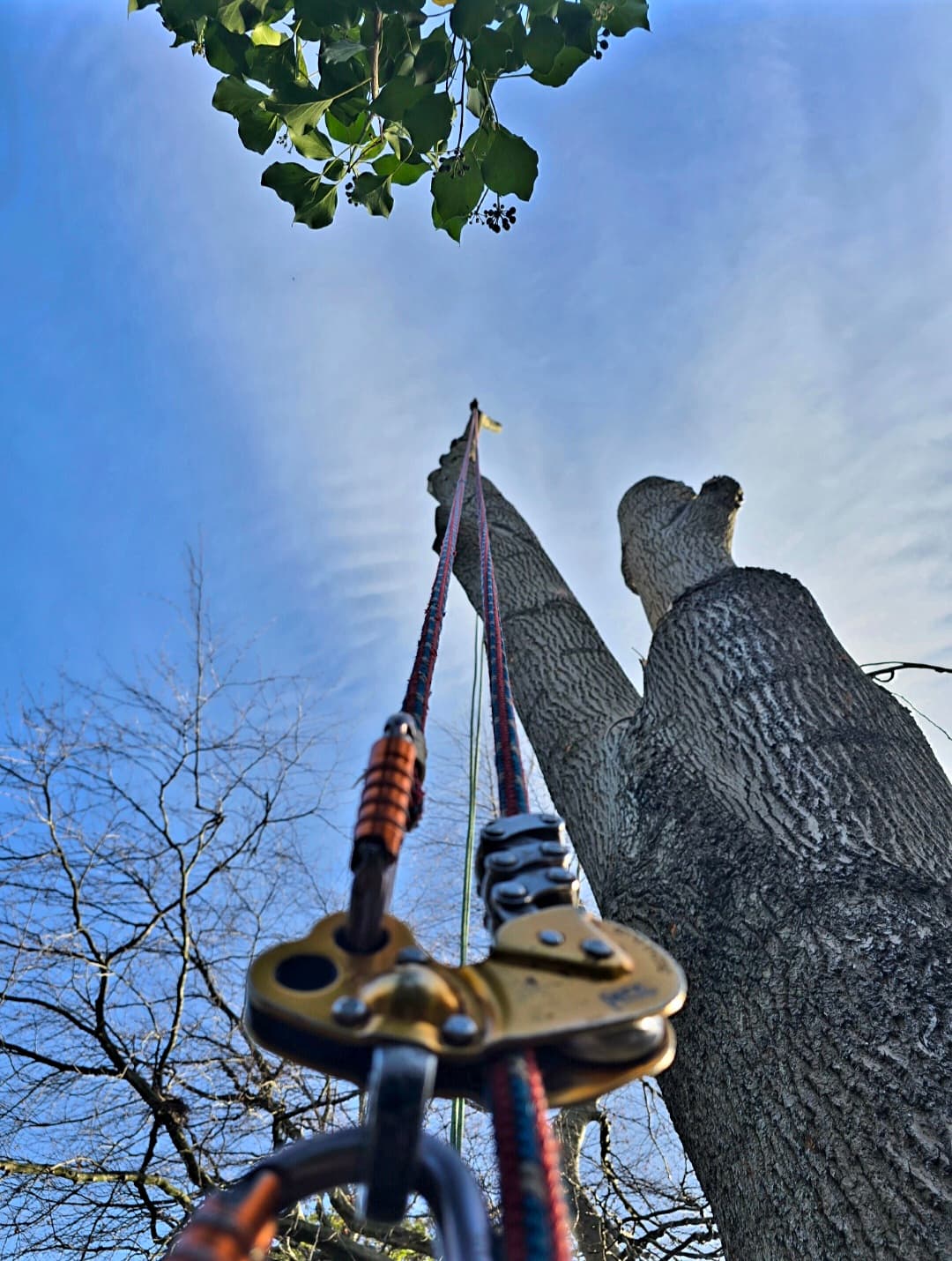 Climbing ropes and metal hardware rigged to a large tree trunk, viewed from below.