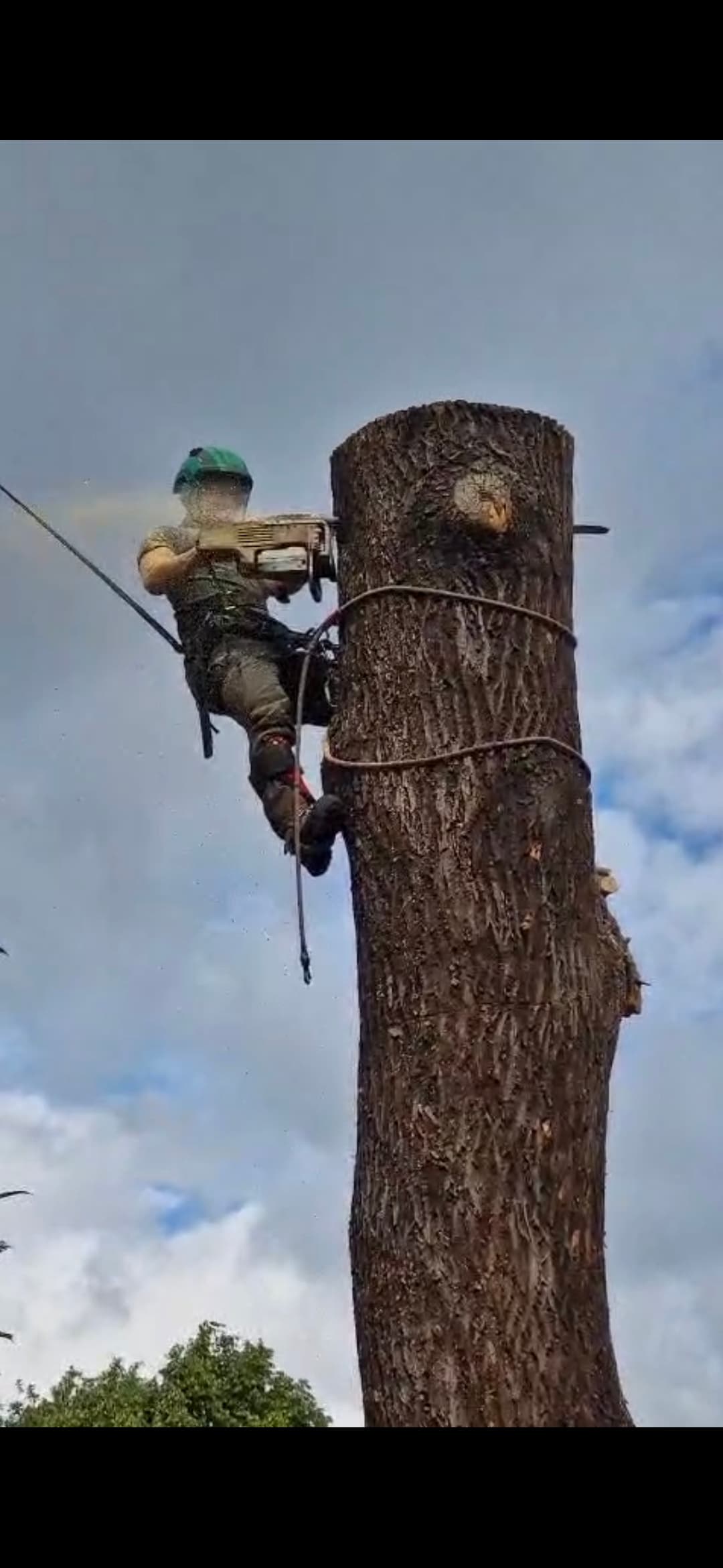 Arborist in safety gear uses a chainsaw to cut a large tree trunk against cloudy skies.