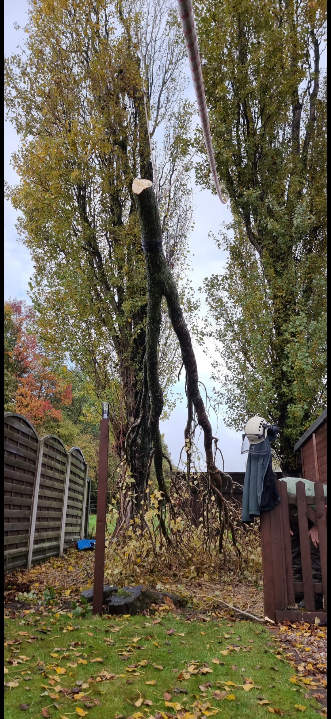 Large tree branch suspended by a rope in a garden during professional tree removal.