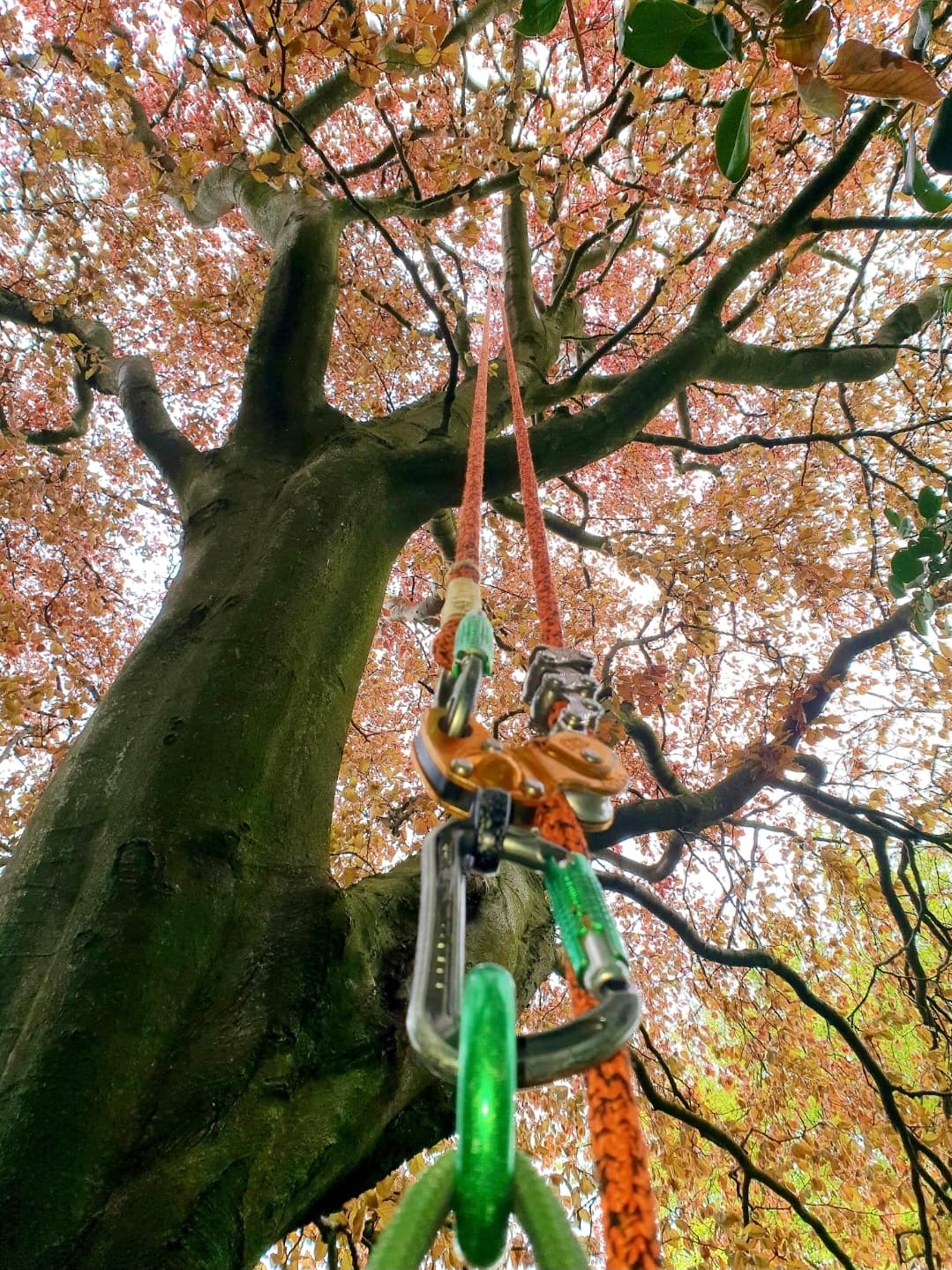 Professional climbing ropes and carabiners rigged to a large tree with vibrant reddish-orange leaves.