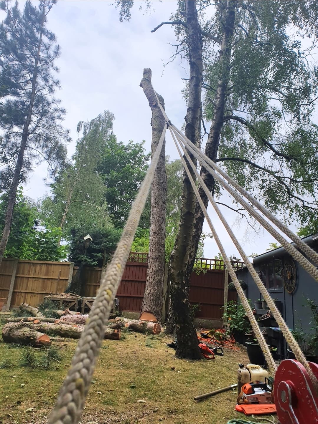 Ropes and pulleys guide a tall tree trunk being cut down in a backyard.