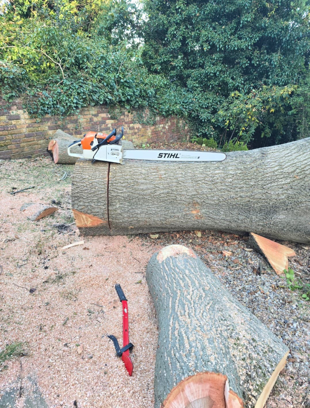Stihl chainsaw resting on a large cut log surrounded by sawdust and garden foliage.