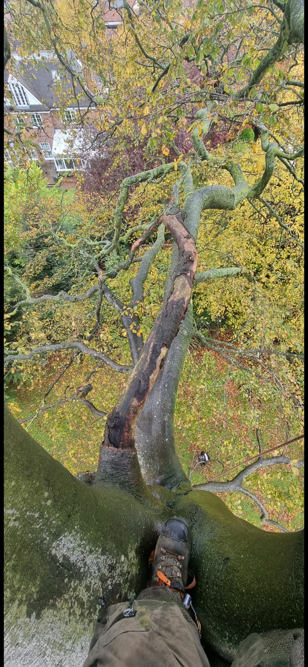 First-person view from high in a tree looking down at mossy branches and autumn leaves.