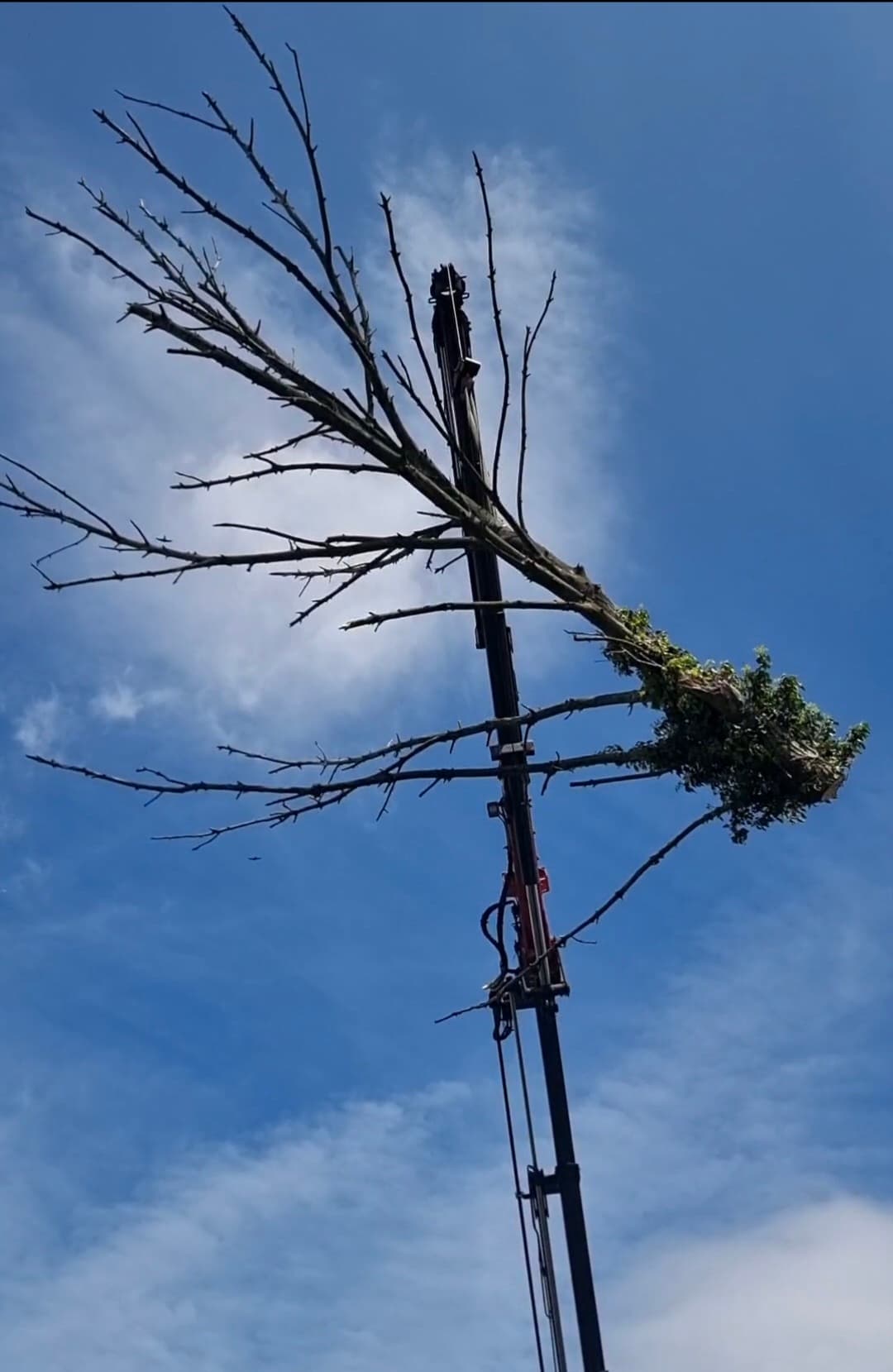 Crane lifting a large, bare tree branch against a bright blue sky with wispy clouds.