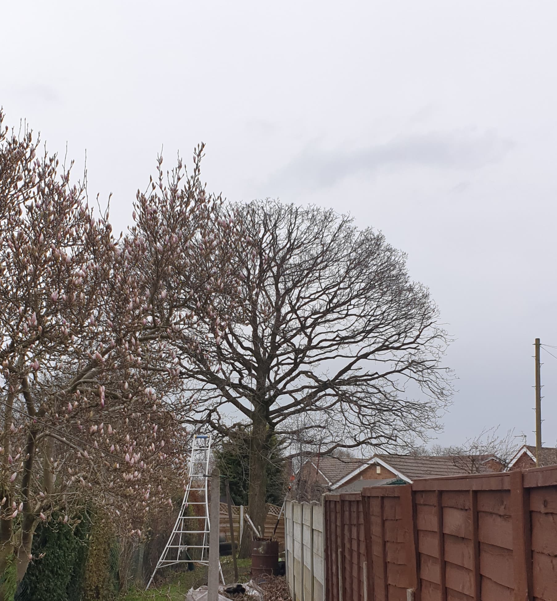 Large bare tree and budding magnolia tree behind a white ladder and a brown fence.