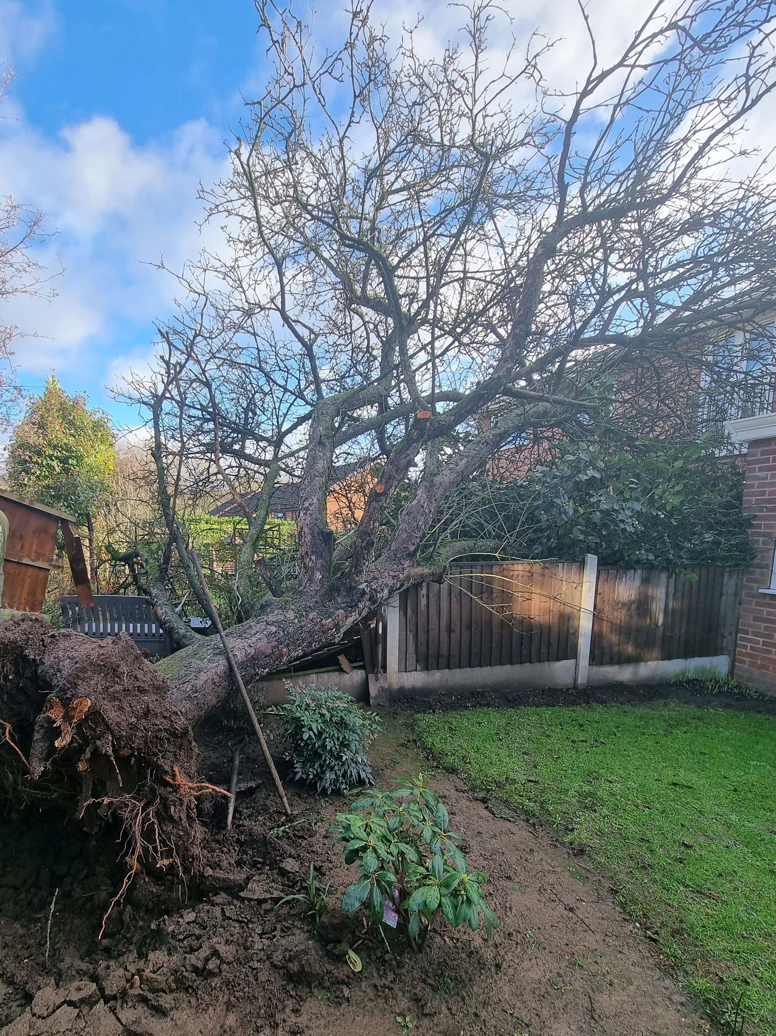 Uprooted leafless tree fallen across a wooden fence in a residential garden under blue skies.