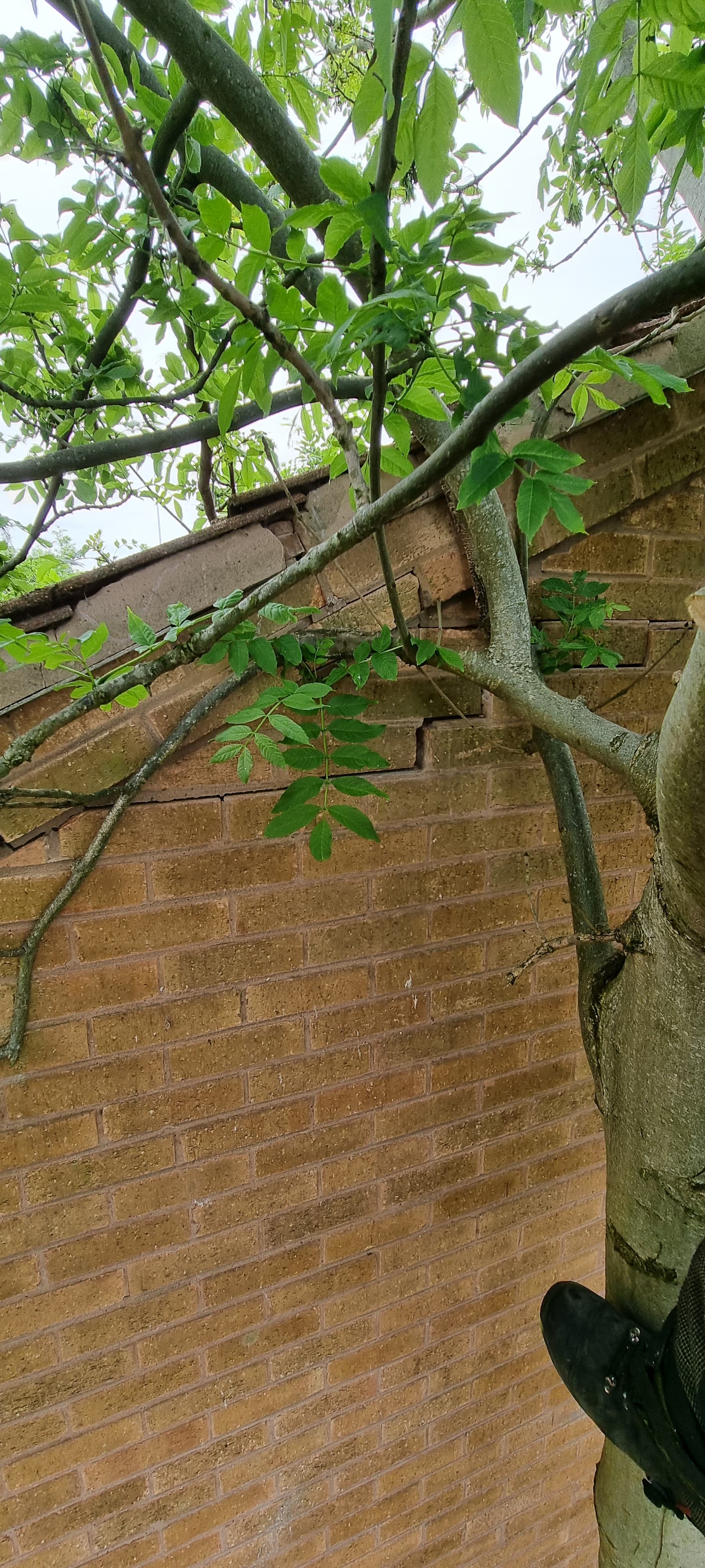 A tree with green leaves leans against a brick wall showing severe structural cracks.
