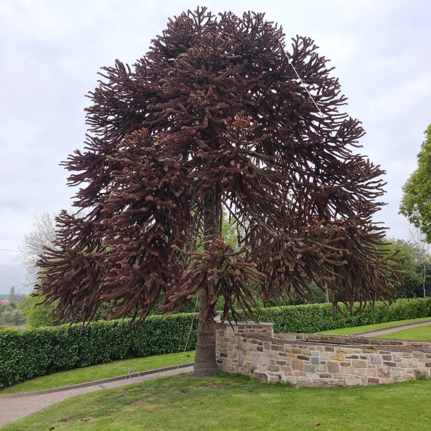 Large monkey puzzle tree with dark, spiky branches stands in a garden with stone walls.