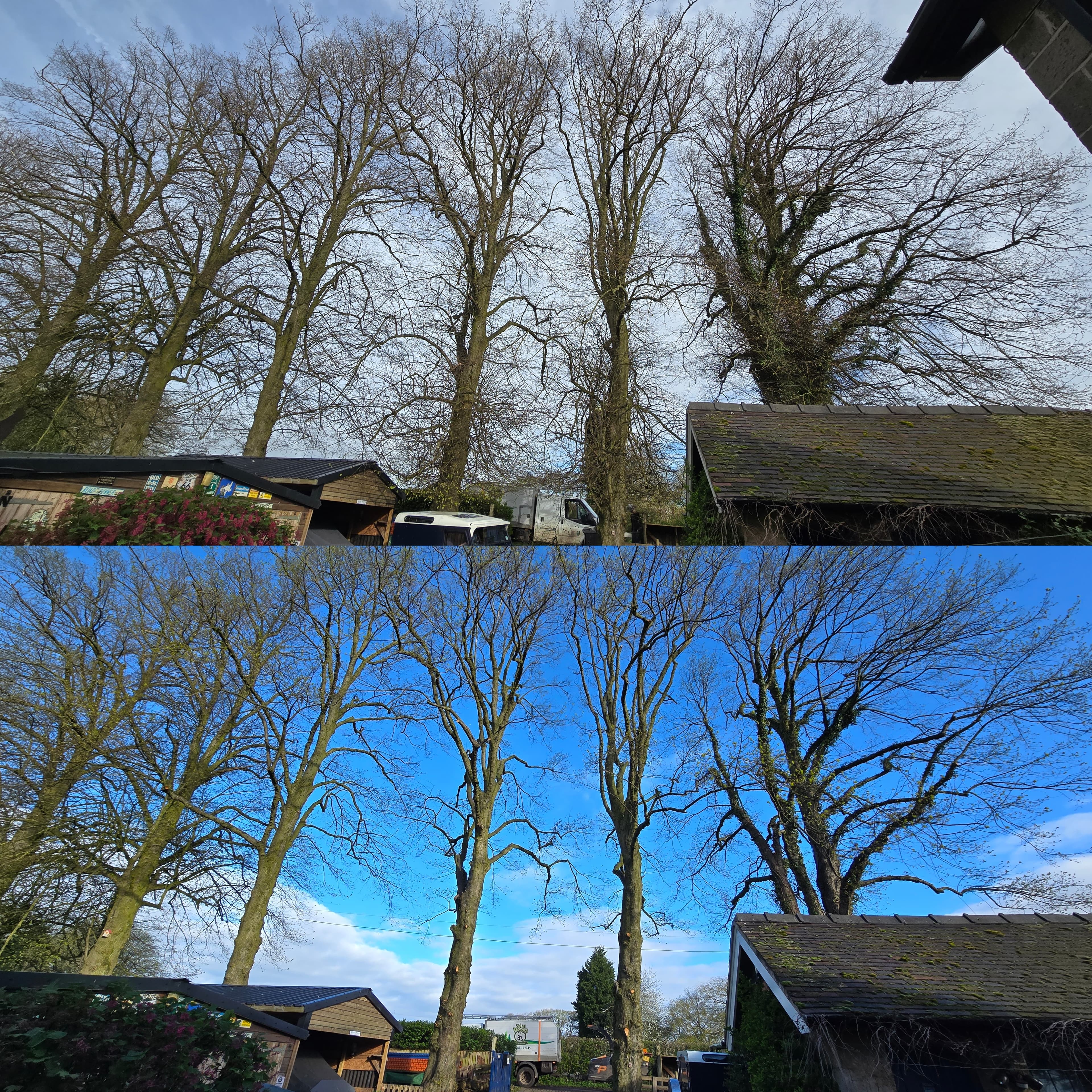 Tall bare trees behind rooftops shown under both a cloudy and a bright blue sky.