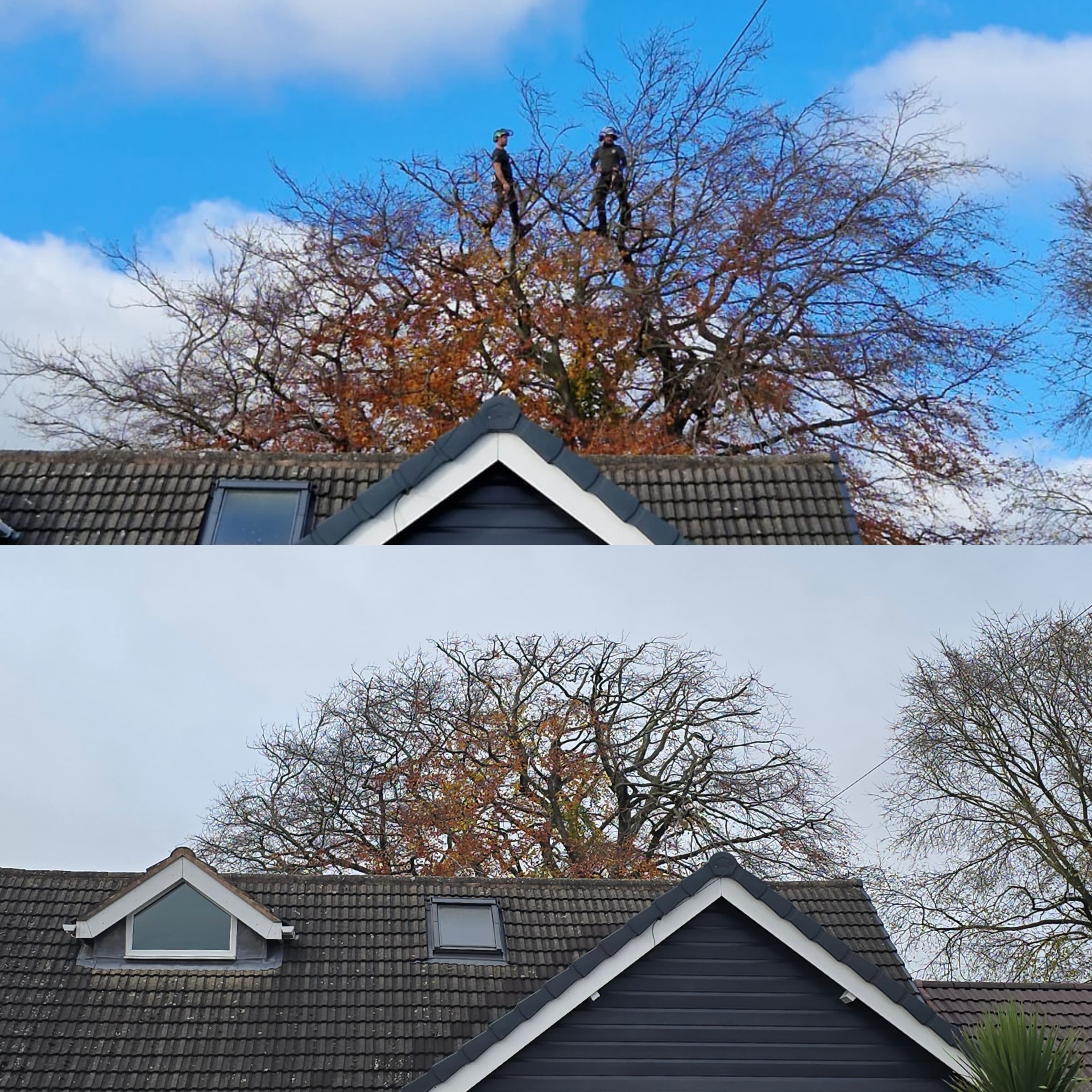 Two arborists trimming a large autumn tree above a house roof in two different views.
