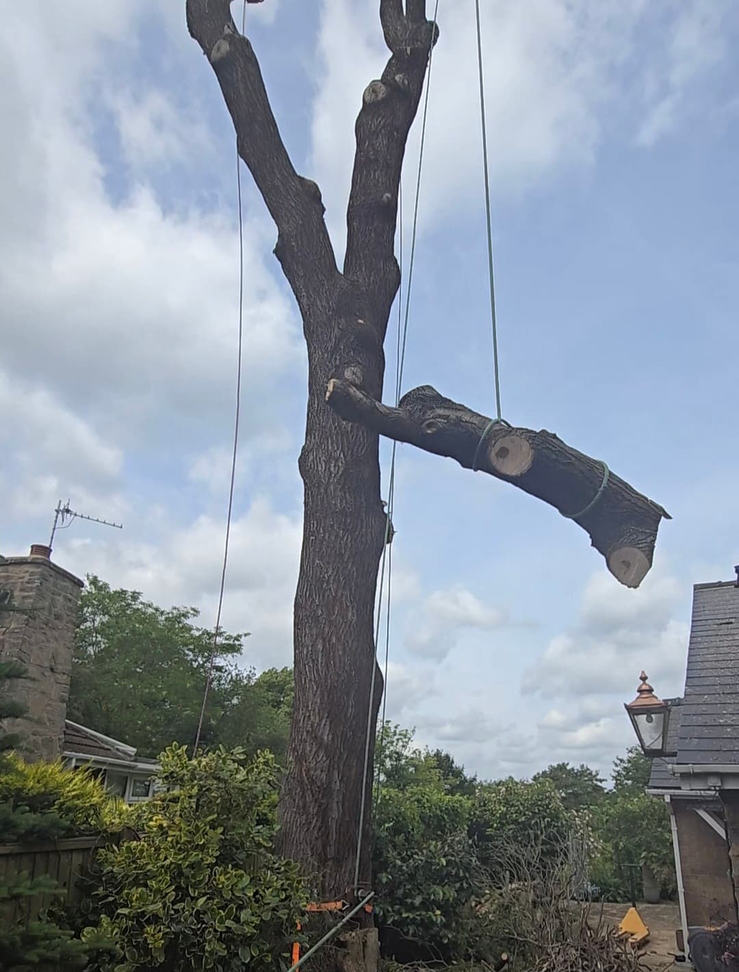 Large cut tree branch being lowered by rigging ropes during professional tree removal and maintenance.