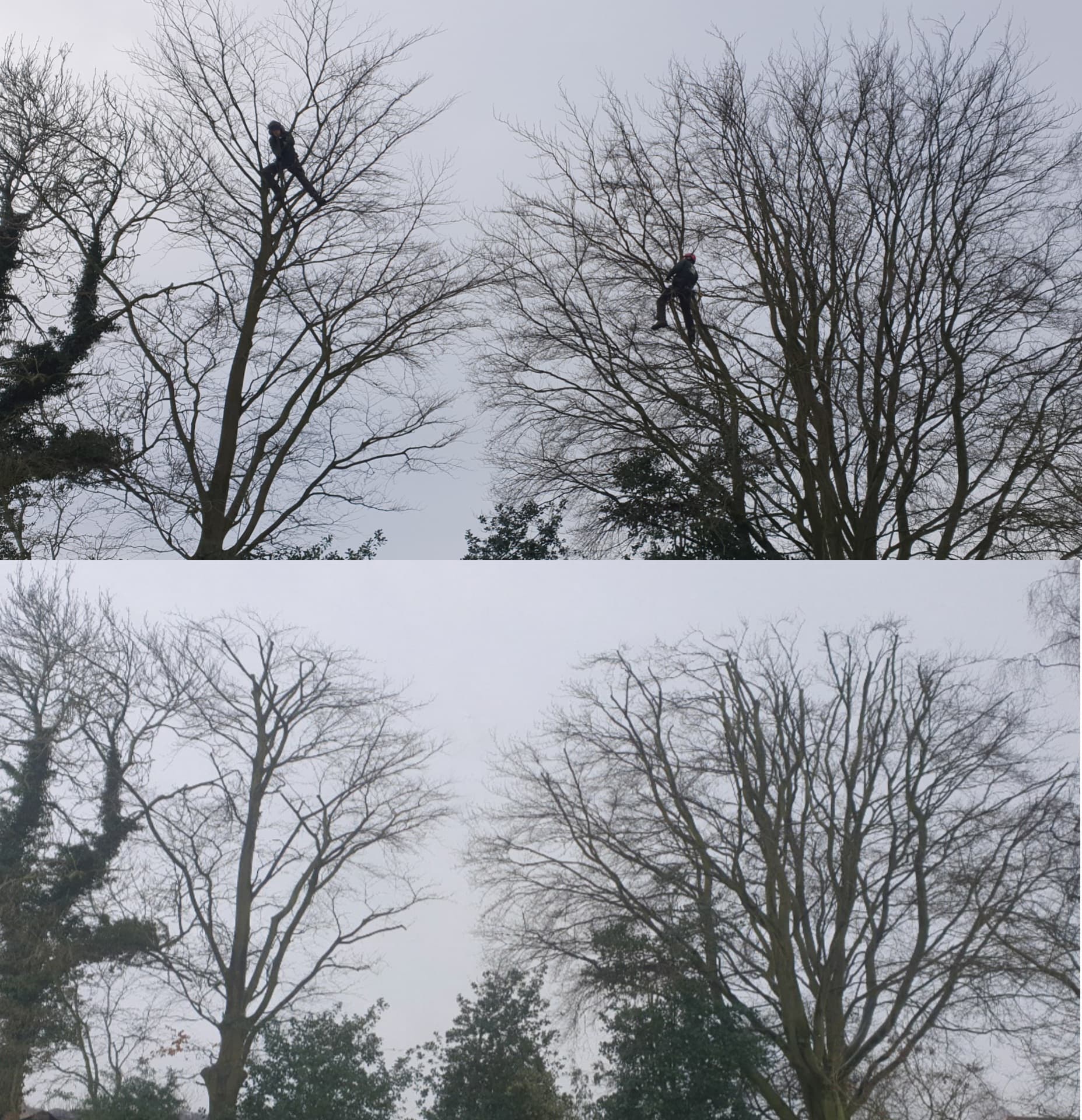 Before and after photos of arborists pruning tall, leafless trees against an overcast sky.